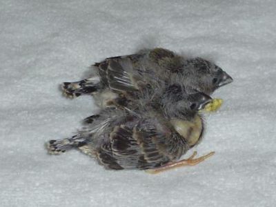 Week  Baby Sleeping on Finch Fest  Two Week Old Baby Finches Photo 1